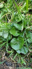 Asarum lemmonii
