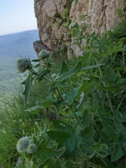 Cirsium laniflorum