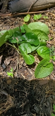 Asarum lemmonii
