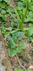Asarum lemmonii