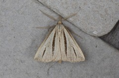 Macrochilo bivittata