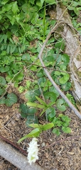 Asarum lemmonii