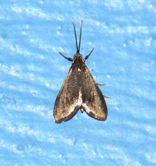 Pyrausta demantrialis