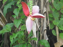 Musa balbisiana