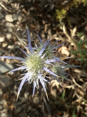 Eryngium dilatatum