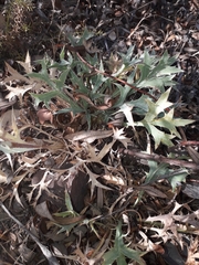 Eryngium dilatatum