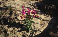 Lapeirousia pyramidalis regalis