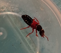 Staphylinus caesareus