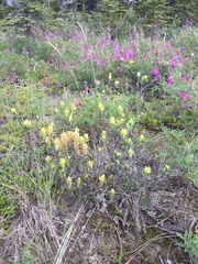 Castilleja pallida yukonis