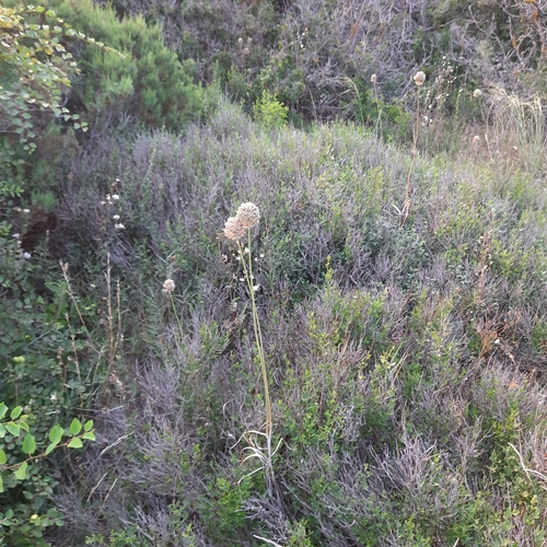 Broadleaf wild leek (Allium atroviolaceum)