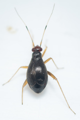 Orthonotus rufifrons