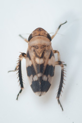 Anoscopus