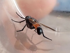 Cylindromyia brassicaria