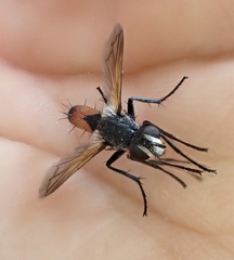 Cylindromyia brassicaria