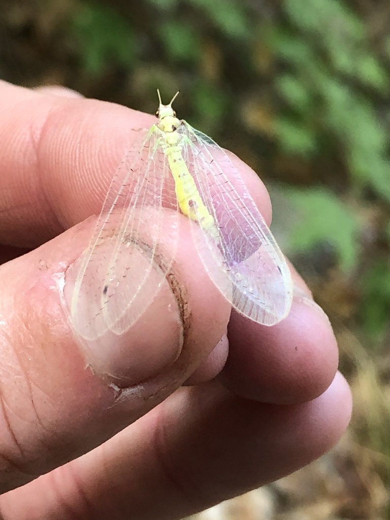 Leucochrysa arizonica