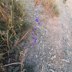 Delphinium consolida paniculatum
