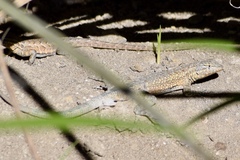 Uta stansburiana elegans