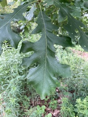 Quercus macrocarpa