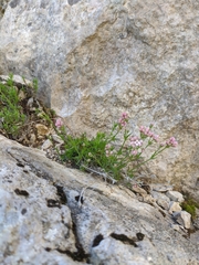 Asperula supina caespitans