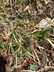 Draba stenoloba