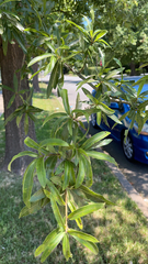 Quercus phellos
