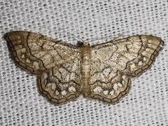 Idaea moniliata
