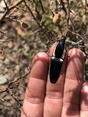 Chalcolepidius apacheanus