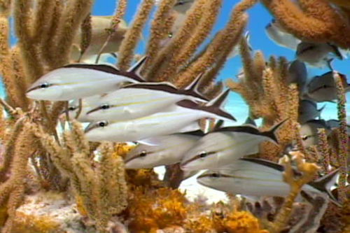 Haemulon melanurum