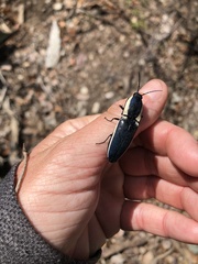 Chalcolepidius apacheanus