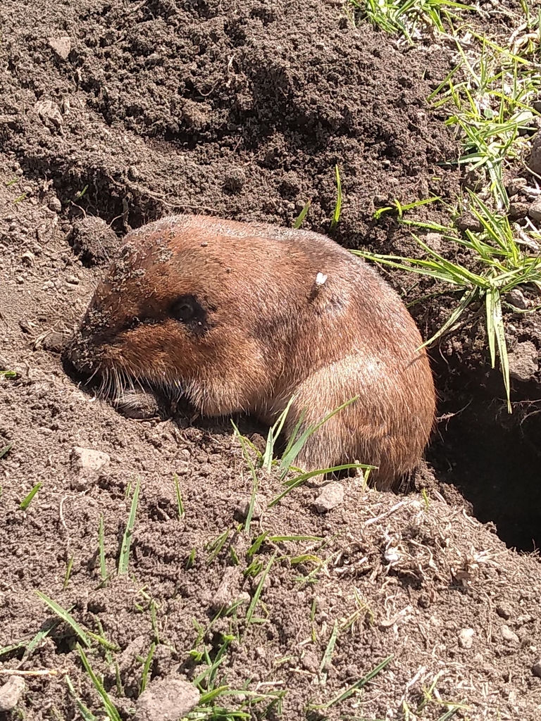 Volcan de Toluca Pocket Gopher