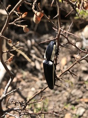 Chalcolepidius apacheanus