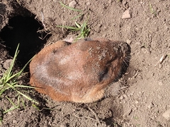 Cratogeomys planiceps