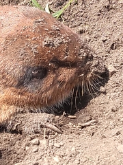 Cratogeomys planiceps