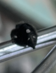 Phidippus audax