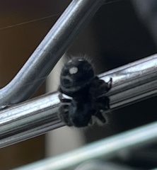 Phidippus audax