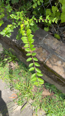 Ligustrum sinense