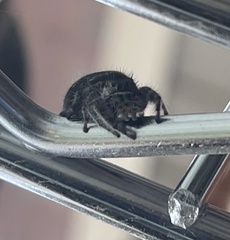 Phidippus audax
