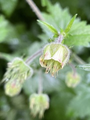 Geum geniculatum