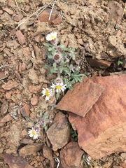 Erigeron denalii