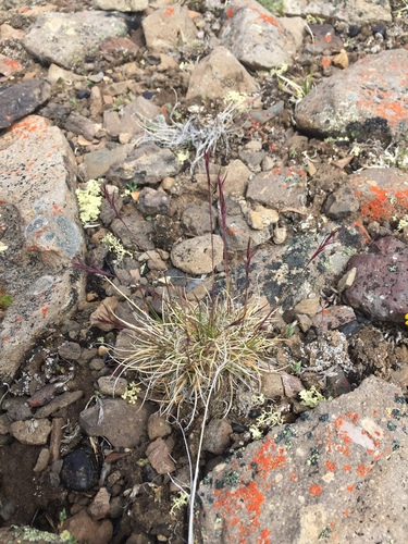 Viviparous Fescue