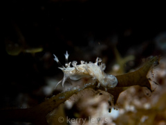 Tritonicula hamnerorum
