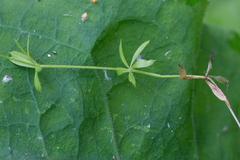 Galium uliginosum