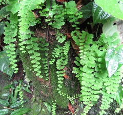 Adiantum philippense