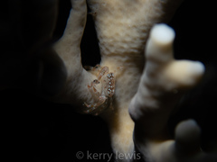 Domecia acanthophora