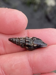 Pseudomelatoma torosa