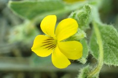 Viola tomentosa