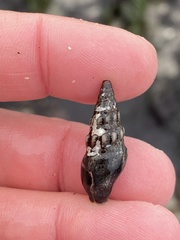 Pseudomelatoma torosa