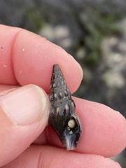 Pseudomelatoma torosa