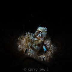 Emblemaria pandionis