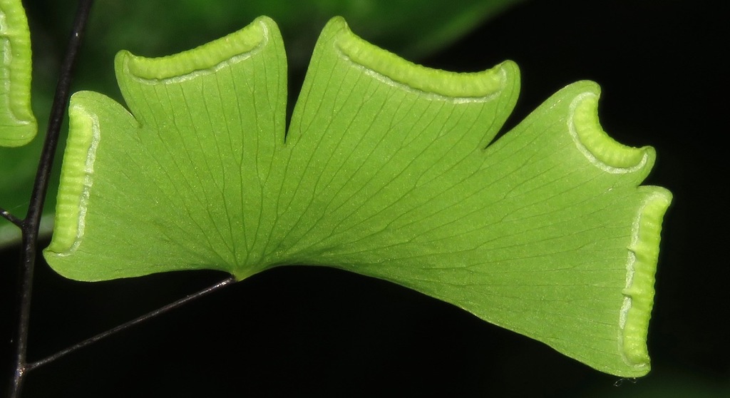 Walking Maidenhair Fern